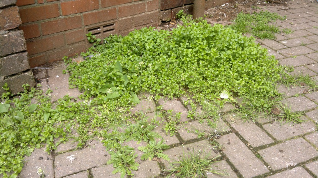 Chickweed is also common in urban environments - be aware of pollution! 