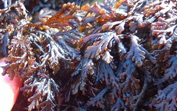 Dulse sea online weed