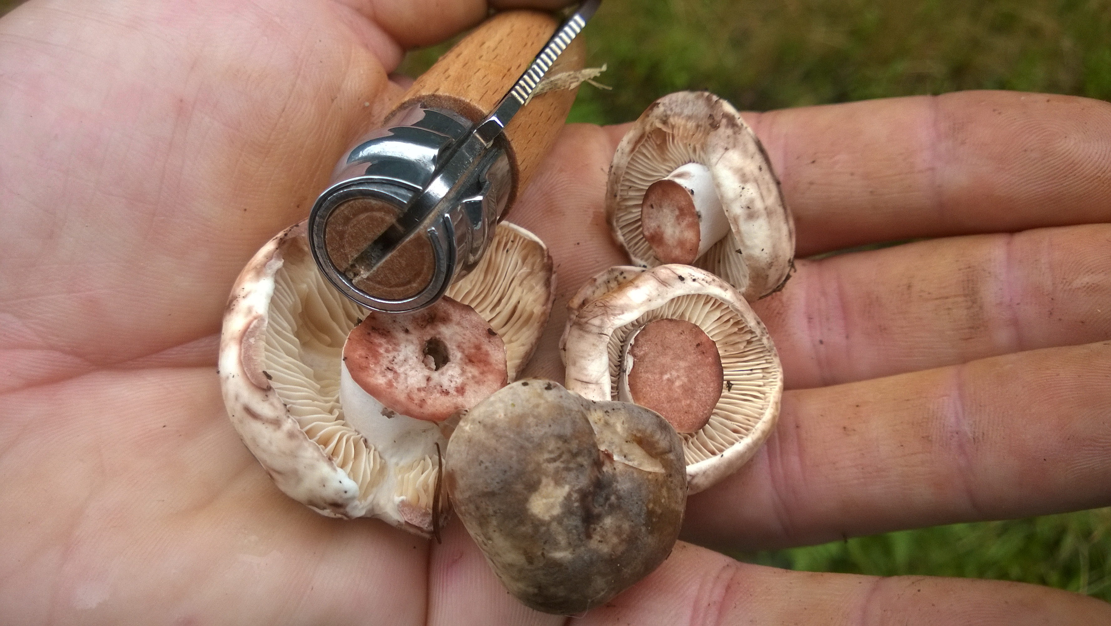 Wooden Mushroom Knife, Mushroom Brush, Foraging Tools, Forage