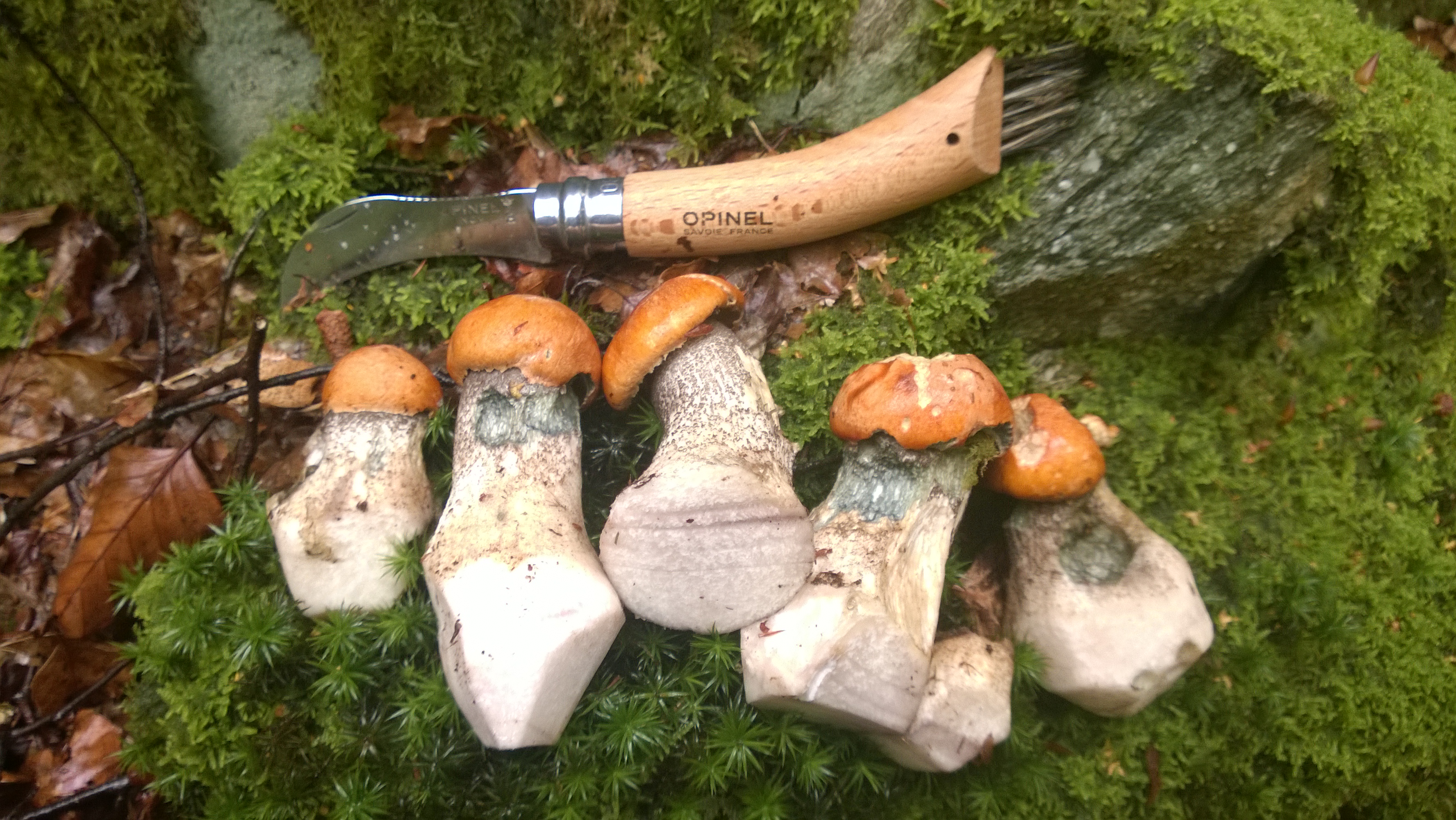 The Best Mushroom Hunting Knives