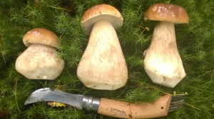 Ceps trimmed