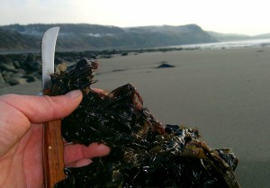 Laver, seaweed, porphyra, laverbread, foraging, wild food, nori