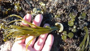 Young sea spaghetti with holdfast © GallowayWildFoods.com