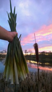 reedmace sunset