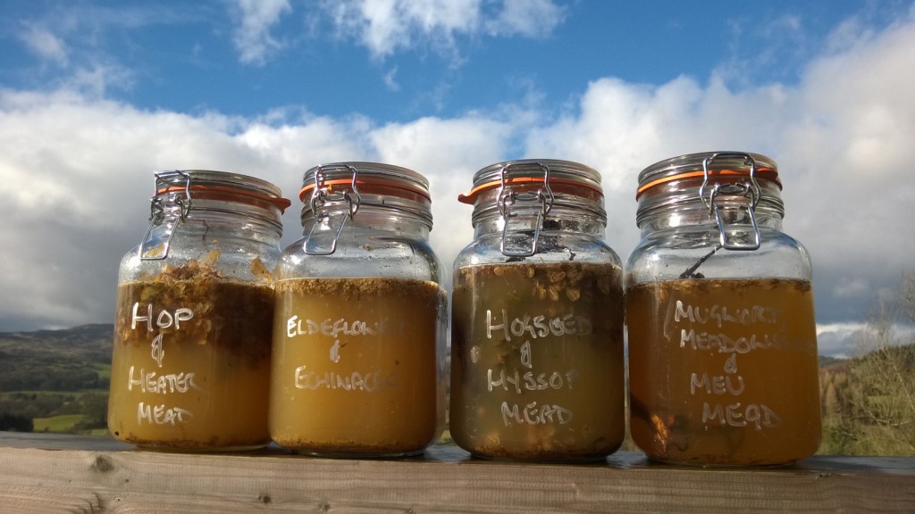 How To Make Mead Easily Using Wild Plants Galloway Wild Foods