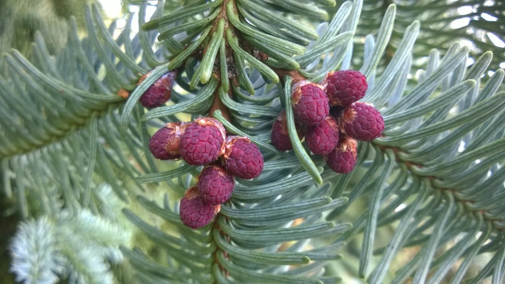 How To Make Mead Easily Using Wild Plants Galloway Wild Foods