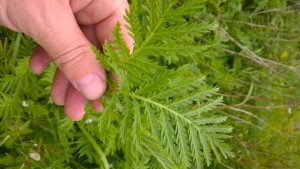 Tansy has fantastic aromatic bitter properties that work very well in mead