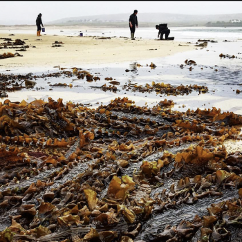 Large sugar kelp, Isle of Lewis. ©GallowayWildFoods.com