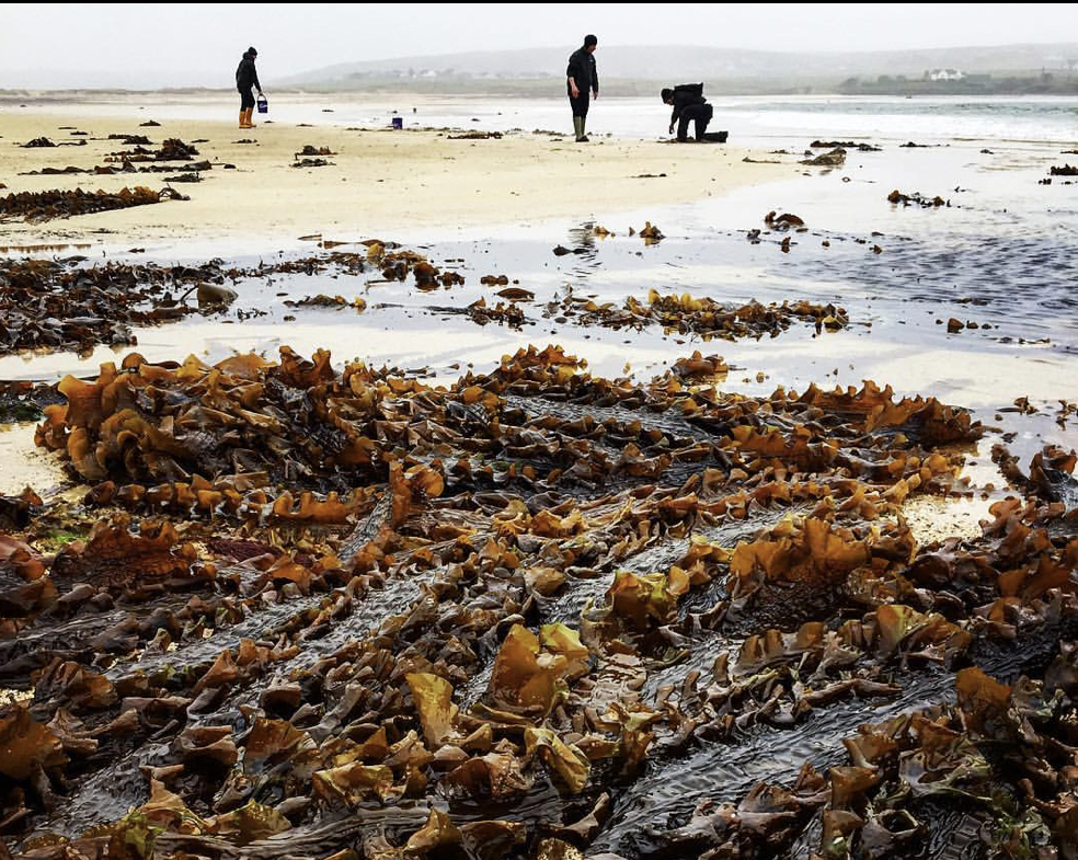 Large sugar kelp, Isle of Lewis. ©GallowayWildFoods.com