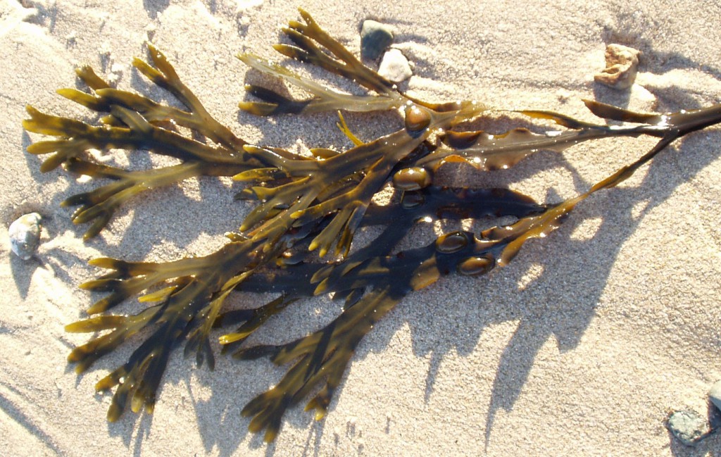 Nice Wrack The Wracks – Edibility, Identification, Distribution – Galloway Wild Foods