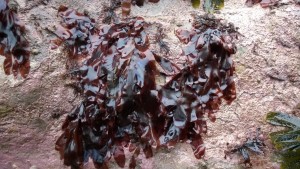 dulse on rock