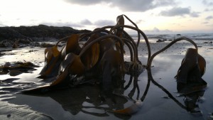 Forest Kelp - distinguished from oarweed by its round meristem, which stands erect when exposed