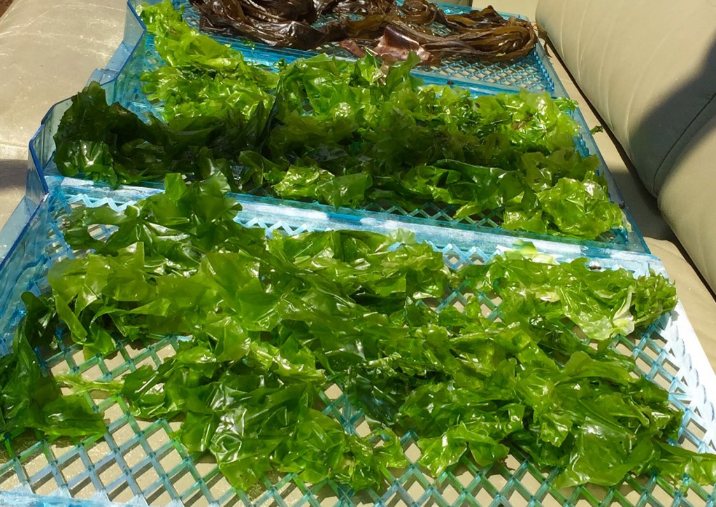 Sea lettuce drying