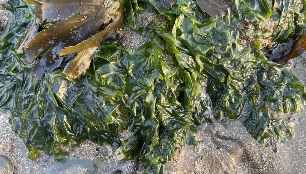 Sea Lettuce Edibility, Identification, Distribution Galloway Wild Foods