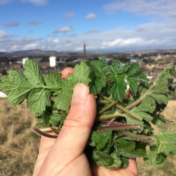 Hogweed Shoots, Dundee