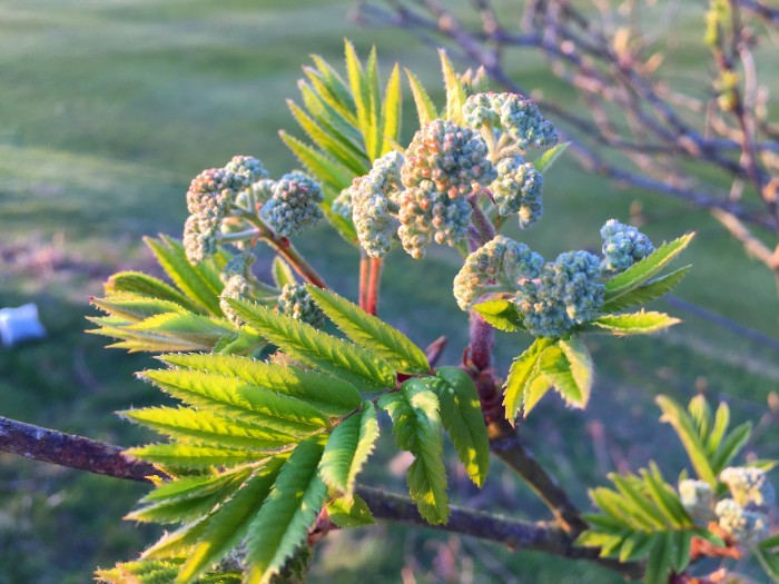 Rowan Buds – Edibility, Identification, Distribution, Ecology