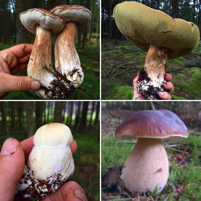 Cep Identification Distribution Edibility Ecology Sustainable Harvesting Galloway Wild Foods,What Is The Average Lifespan Of A Catalytic Converter