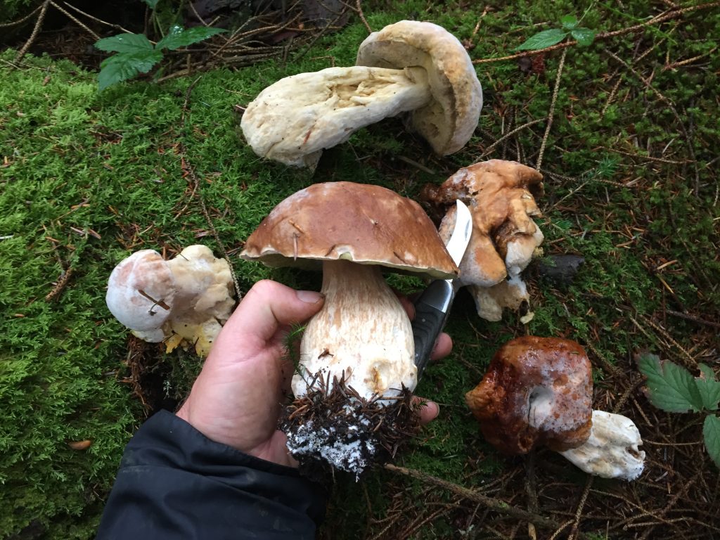 cep with rotten cep carcasses