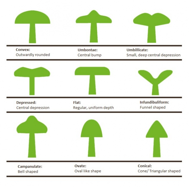 Mushroom Cap Shapes Galloway Wild Foods