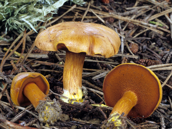 peppery bolete