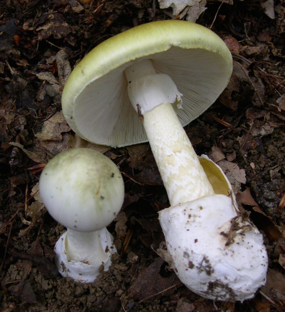 Death Cap, amanita phalloides - more typical looking here than on my images. Source: Wiki