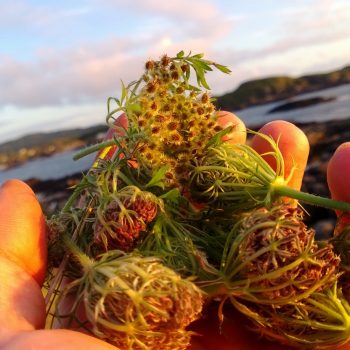 Wild Carrot seed head umbels are quite distinctive, folding up after flowering to "nest" the small hairy seeds