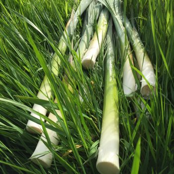 reedmace shoots