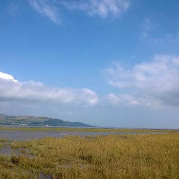 Salt Marsh Foraging
