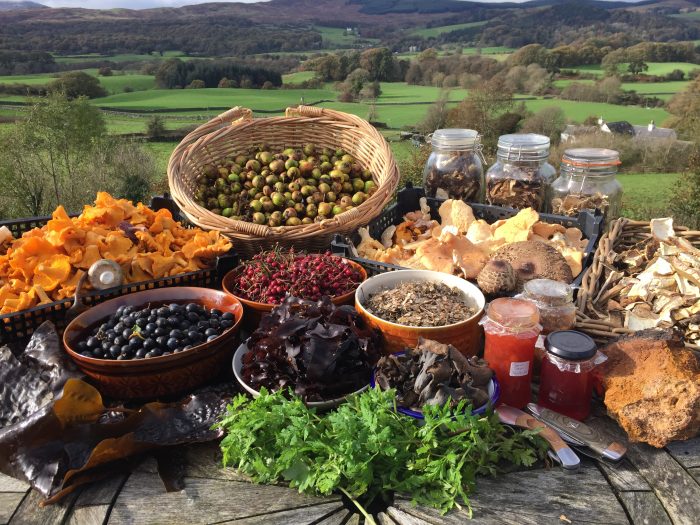 Foraging in the Modern World Eating Nature Galloway Wild Foods