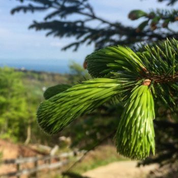 Spruce tips at their perfect size-flavour-tenderness ratio