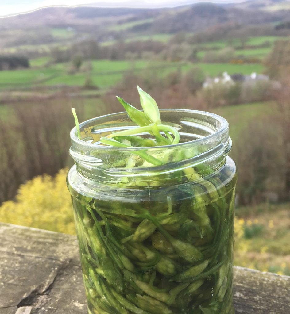 Salted Pickled Wild Garlic Buds Galloway Wild Foods