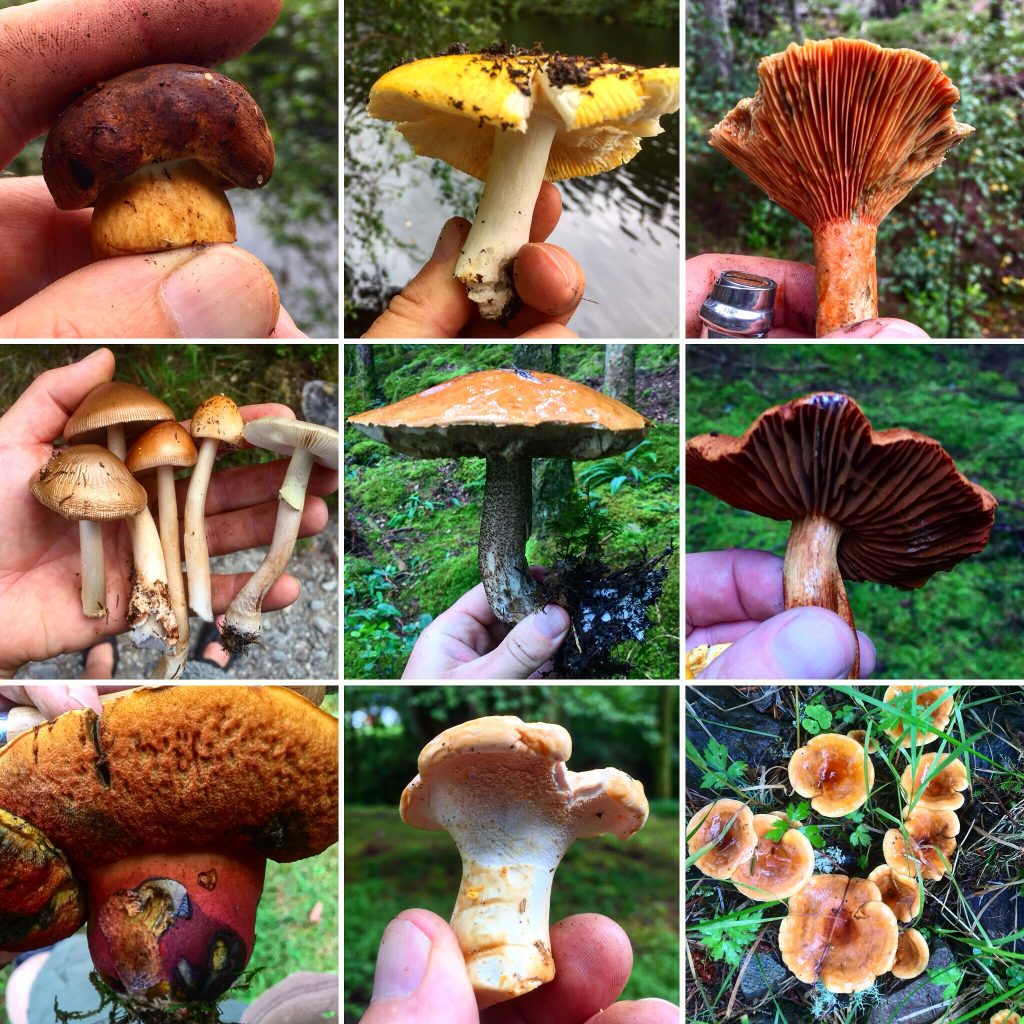 Fungi Foraging Walk 3, Galloway, SW Scotland Galloway Wild Foods