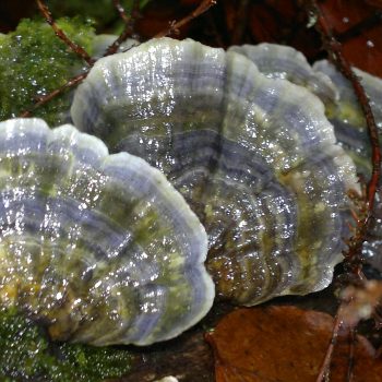 Turkeytail, tramates versicolor