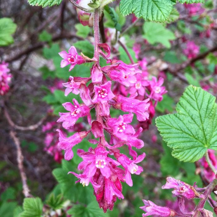 Flowering Currant Identification Distribution Edibility Recipes Galloway Wild Foods