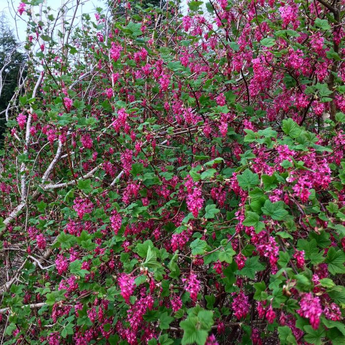 Flowering Currant Identification Distribution Edibility Recipes Galloway Wild Foods