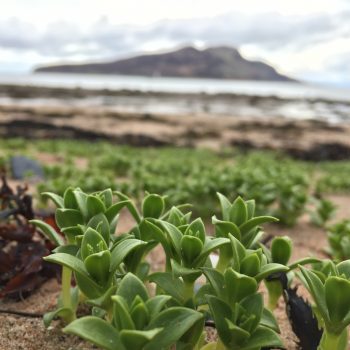 Sea sandwort. ©GallowayWildFoods.com