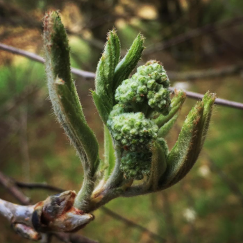 Rowan flower buds and young leaf shoots at the perfect stage for maximum sweet almond flavour