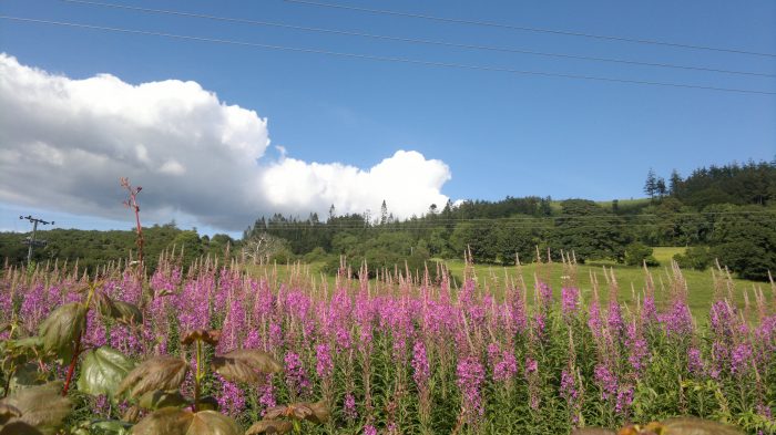 Rosebay Willowherb Fireweed Edibility Identification Distribution Ecology Recipes Galloway Wild Foods