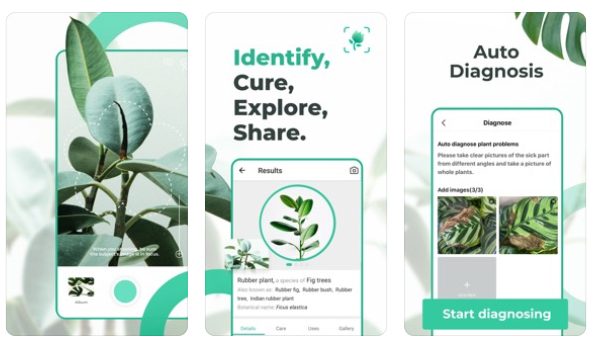Plant and Fungi Identification Apps: Careful Now! – Galloway Wild Foods