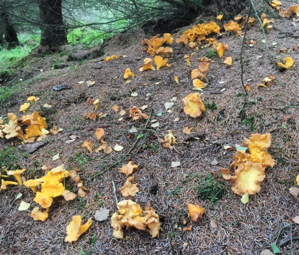 Chanterelles Sustainable and Considerate Harvesting Galloway Wild Foods