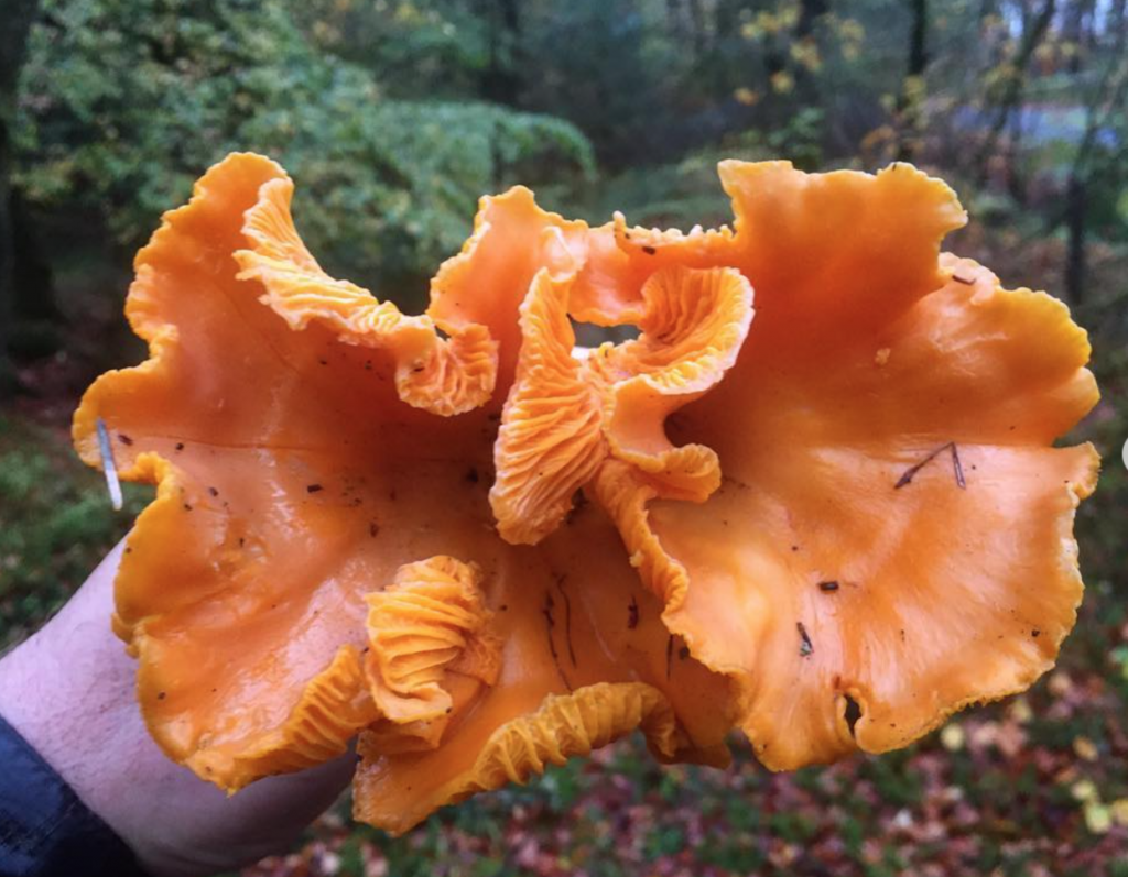 Chanterelles Sustainable and Considerate Harvesting Galloway Wild Foods