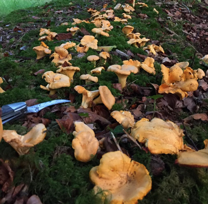 Chanterelles Sustainable and Considerate HarvestingGalloway Wild