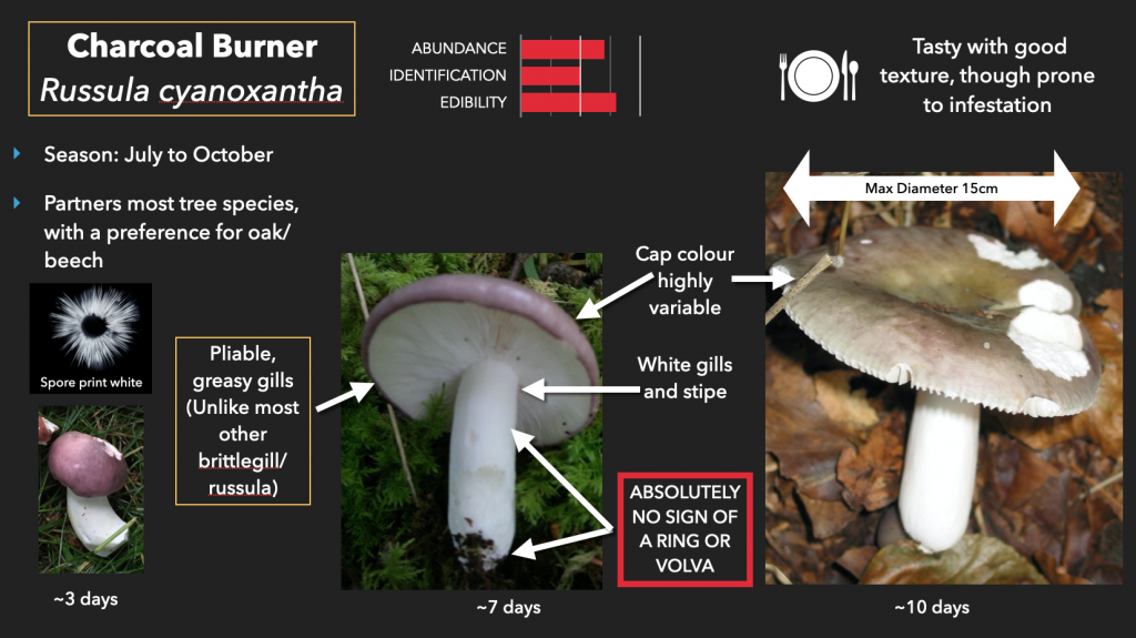 Charcoal Burner – Edibility, Identification, Distribution – Galloway ...