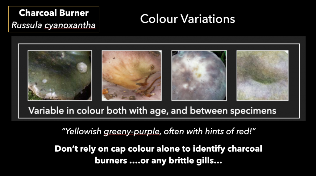 Charcoal Burner Edibility, Identification, Distribution Galloway