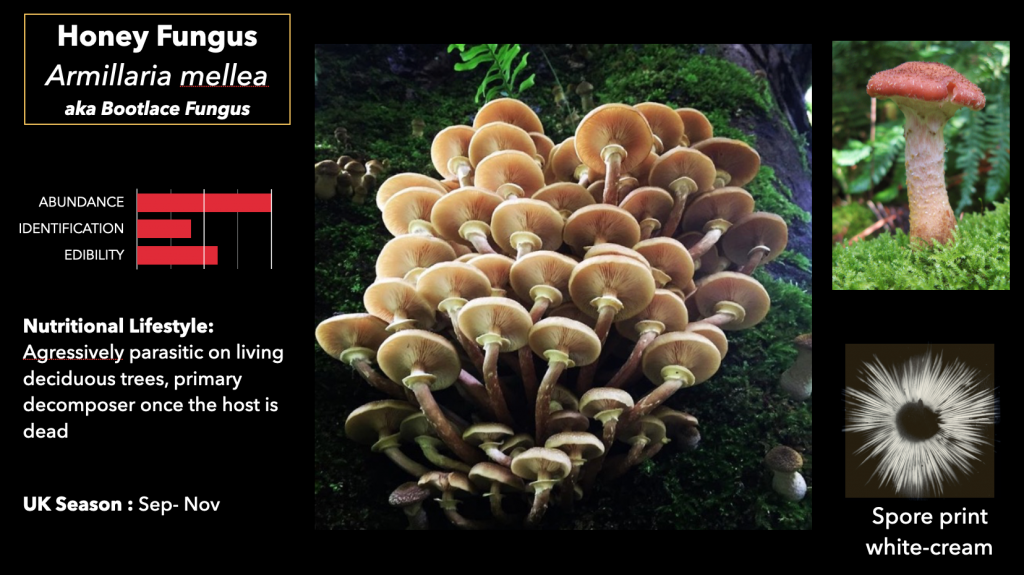 Honey Fungus Identification, Edibility, Distribution, Ecological Role