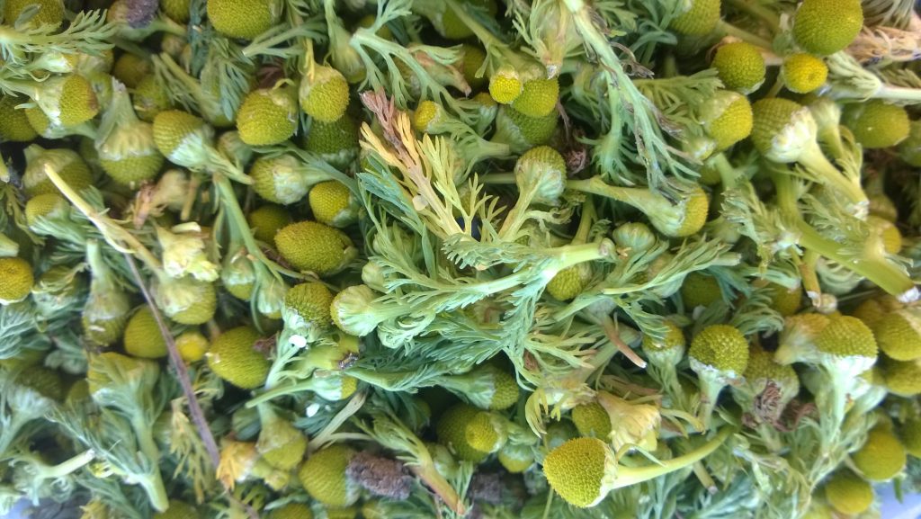 Pineapple Weed Identification, Edibility, Distribution, Ecology