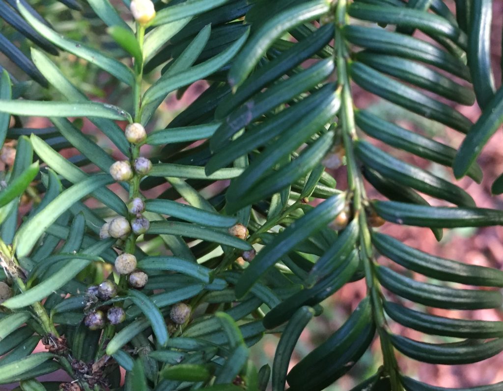 Forager’s Guide to Conifers Galloway Wild Foods