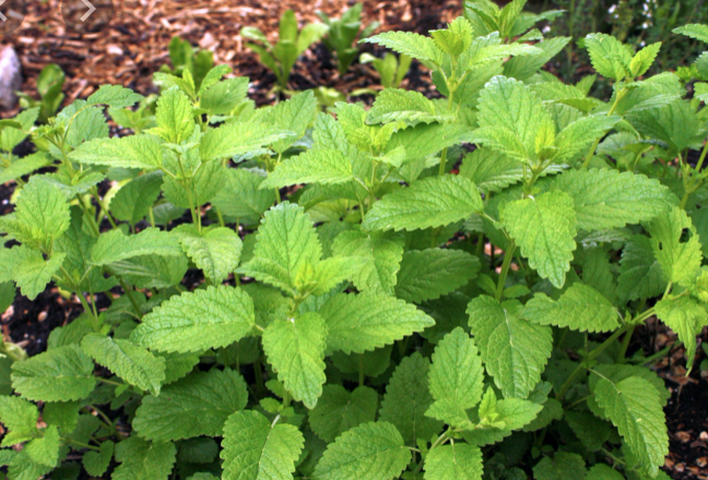 lemon balm seedlings