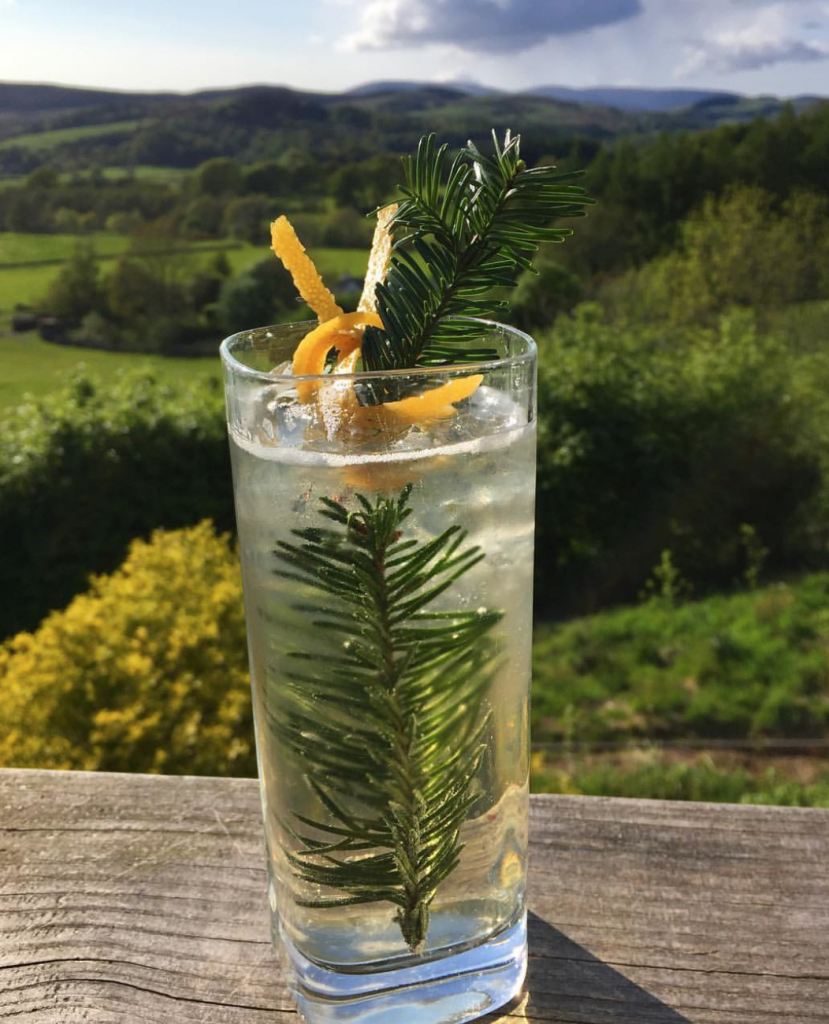 Forager’s Guide to Conifers Galloway Wild Foods