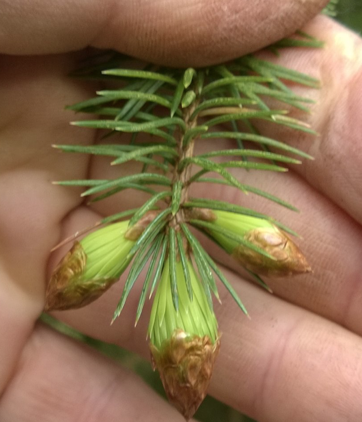 Forager’s Guide to Conifers Galloway Wild Foods